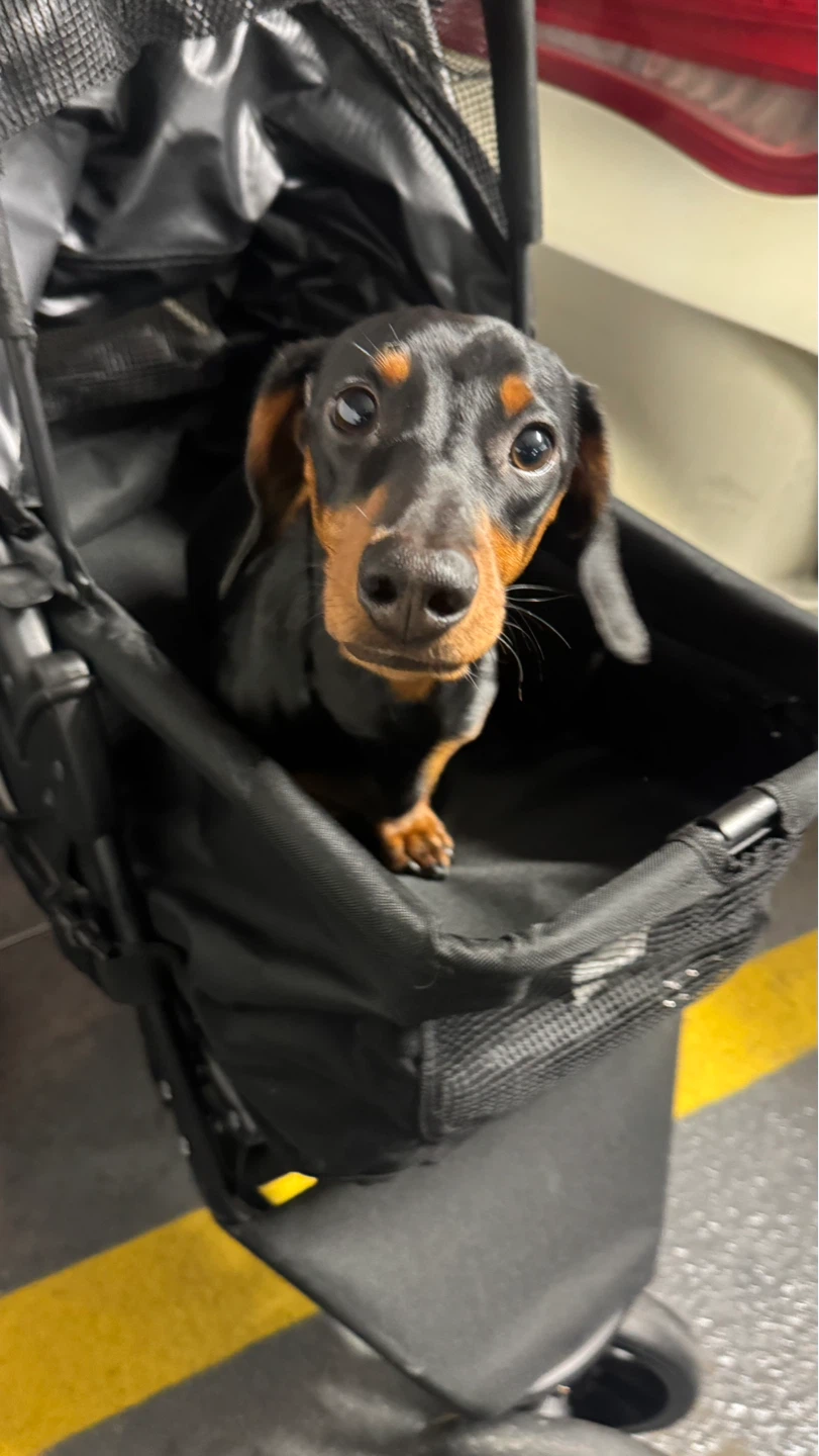 Black Pet Stroller