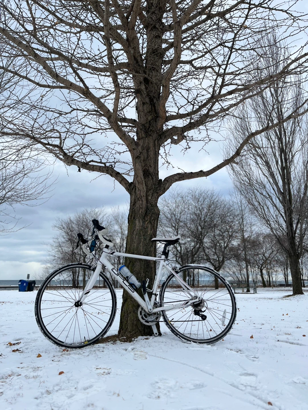Opus Andante 3.0 Road Bike
