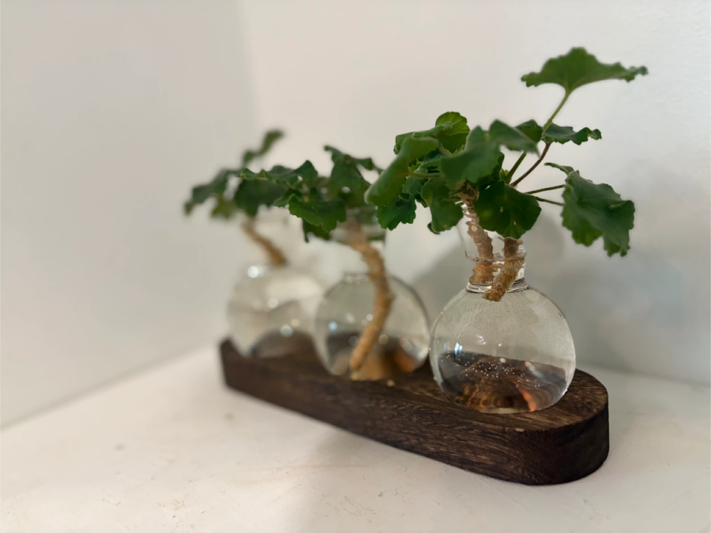 Grow calm, live green 🌿✨ - photo 2