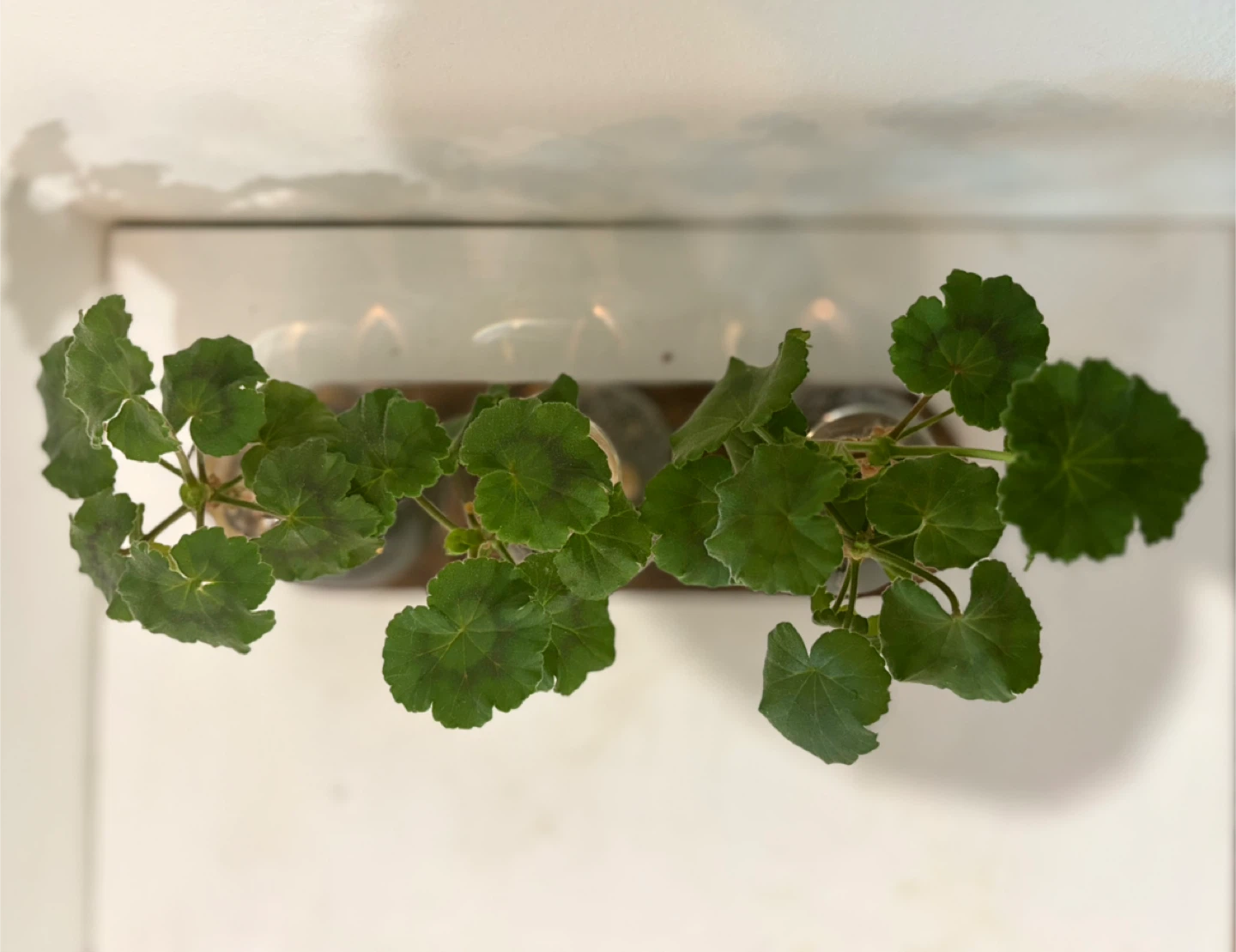 Grow calm, live green 🌿✨ - photo 3