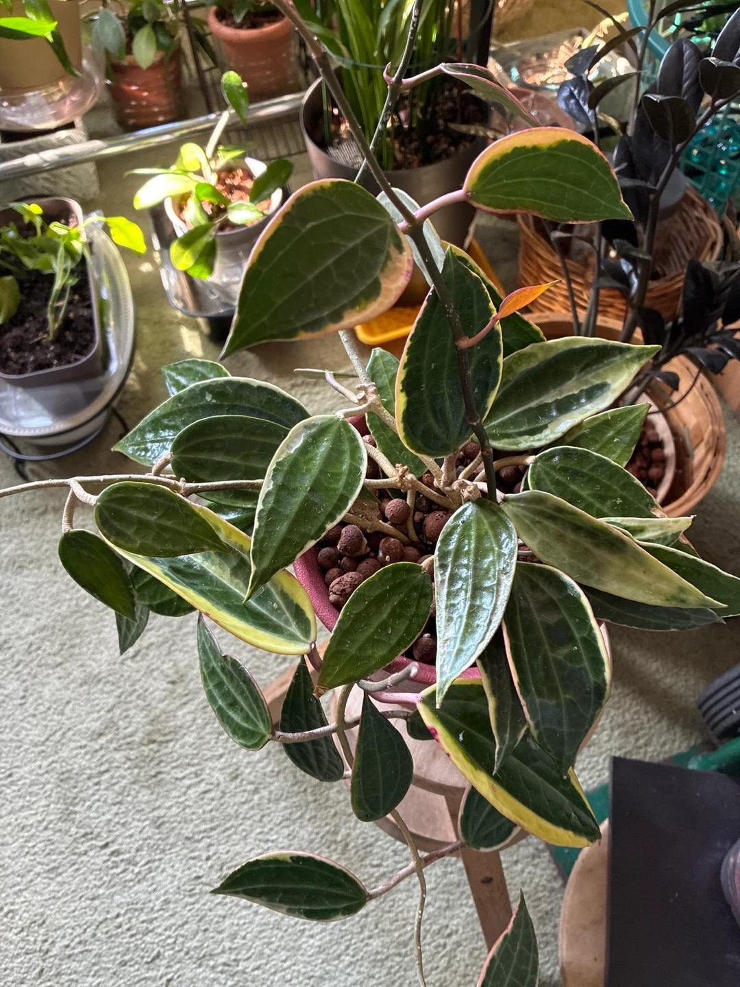 Hoya Macrophylla plant