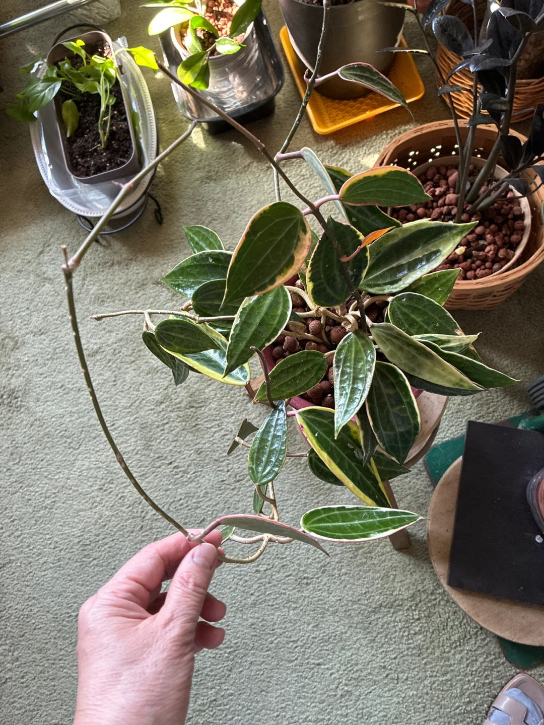 Hoya Macrophylla plant - photo 3