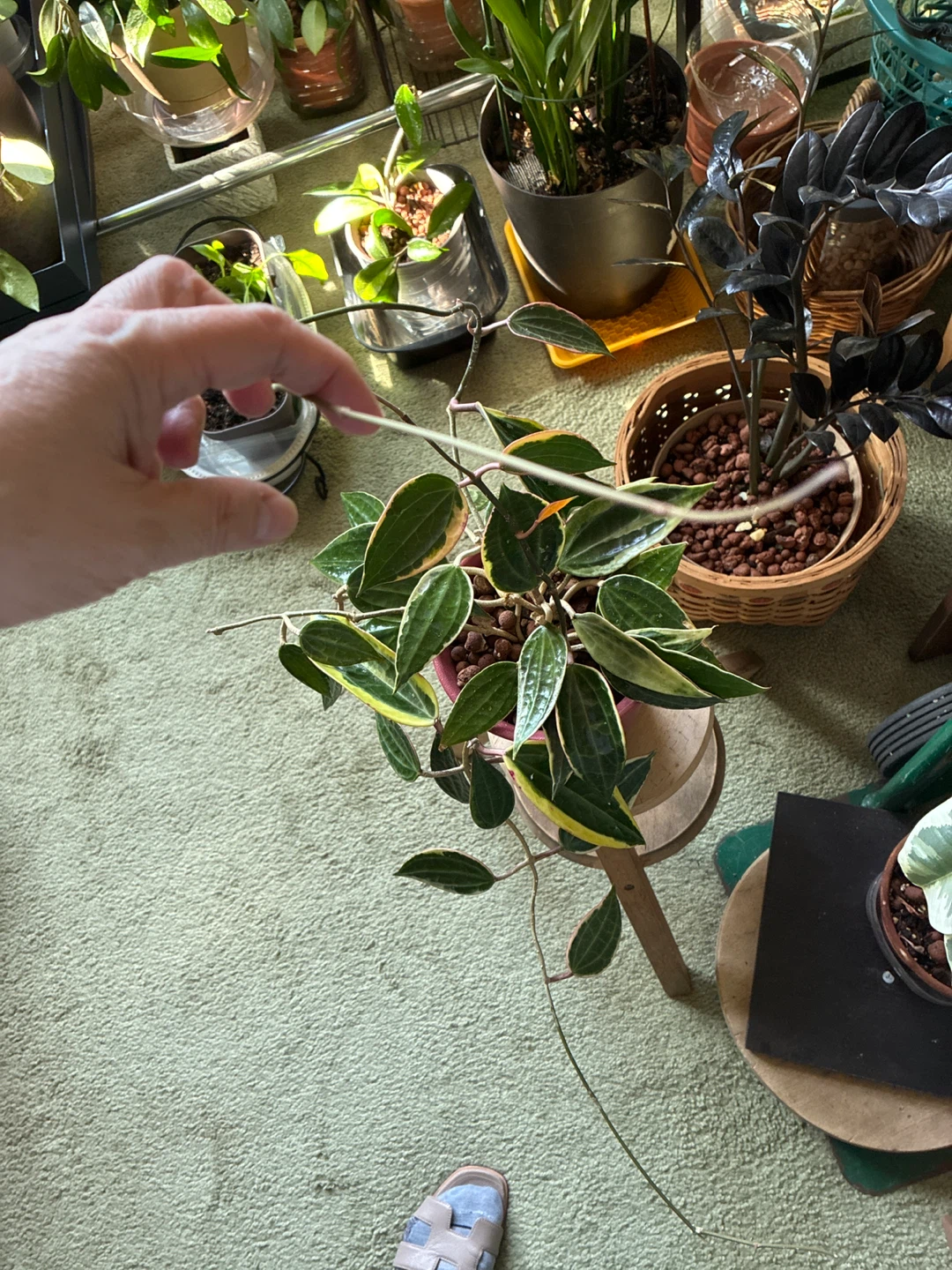 Hoya Macrophylla plant - photo 2