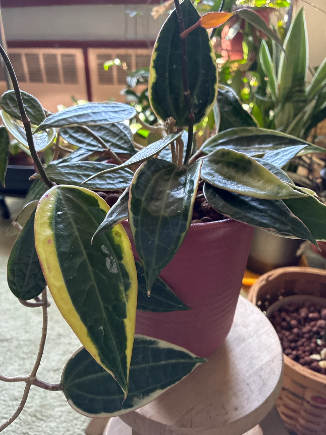 Hoya Macrophylla plant - photo 4