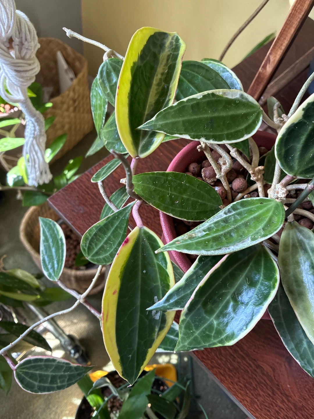 Hoya Macrophylla plant - photo 5