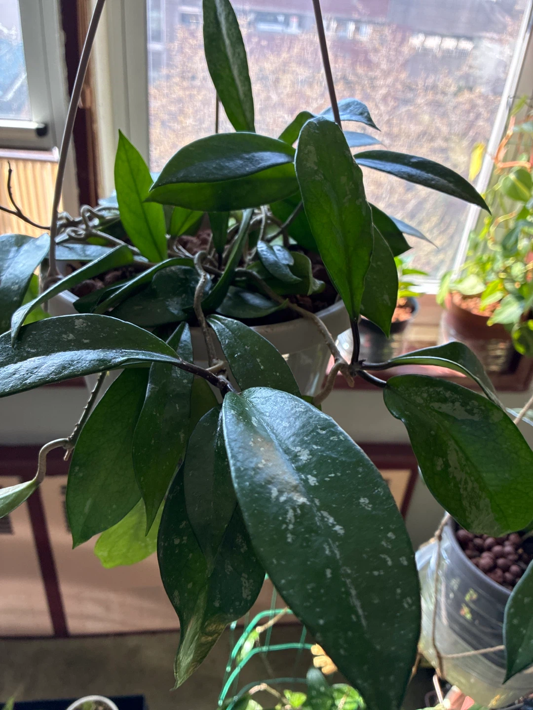 Hoya pubicalyx splash Plant
