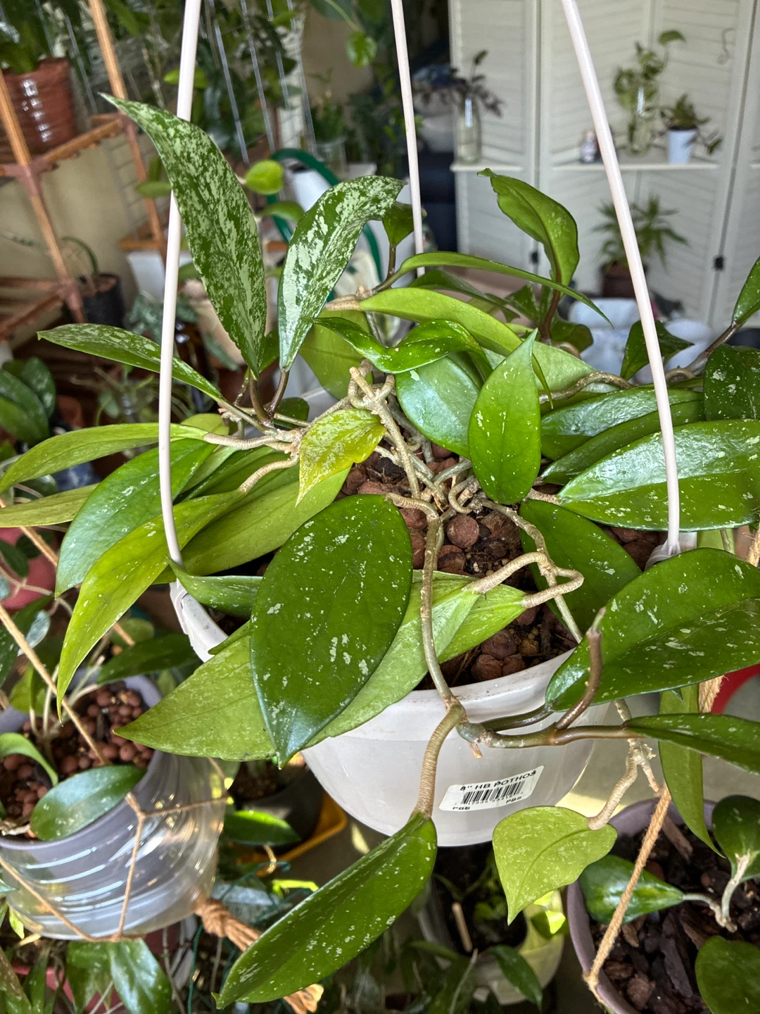 Hoya pubicalyx splash Plant - photo 2