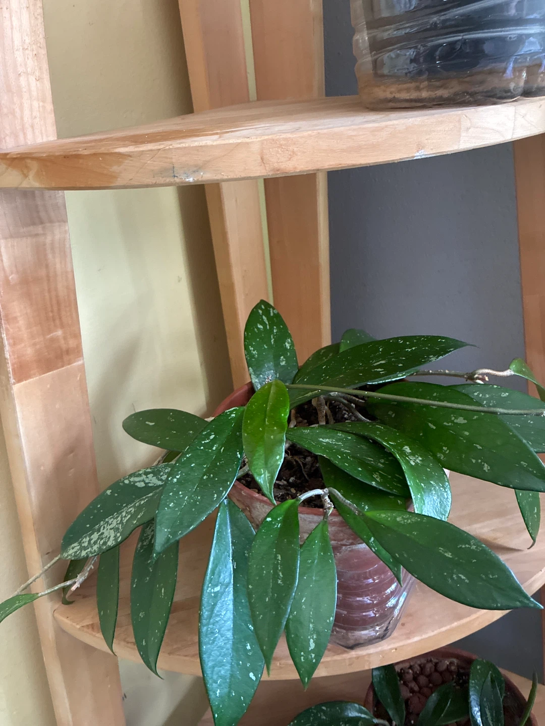 Hoya pubicalyx splash plant