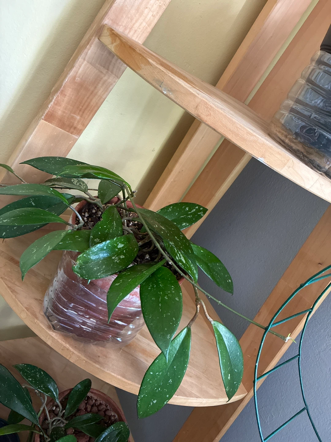 Hoya pubicalyx splash plant - photo 2