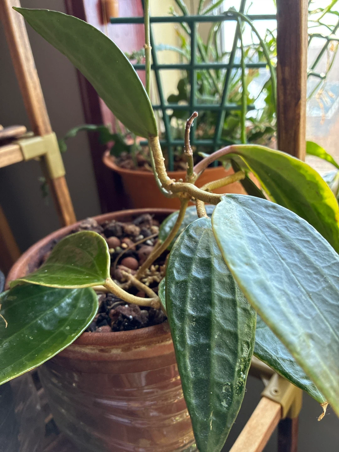 Hoya macrophylia  Plant in Terra Cotta Pot - photo 4