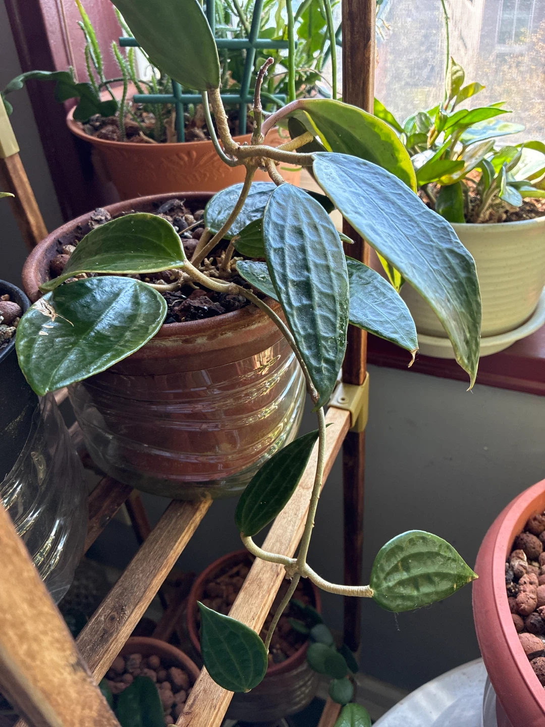 Hoya macrophylia  Plant in Terra Cotta Pot - photo 3