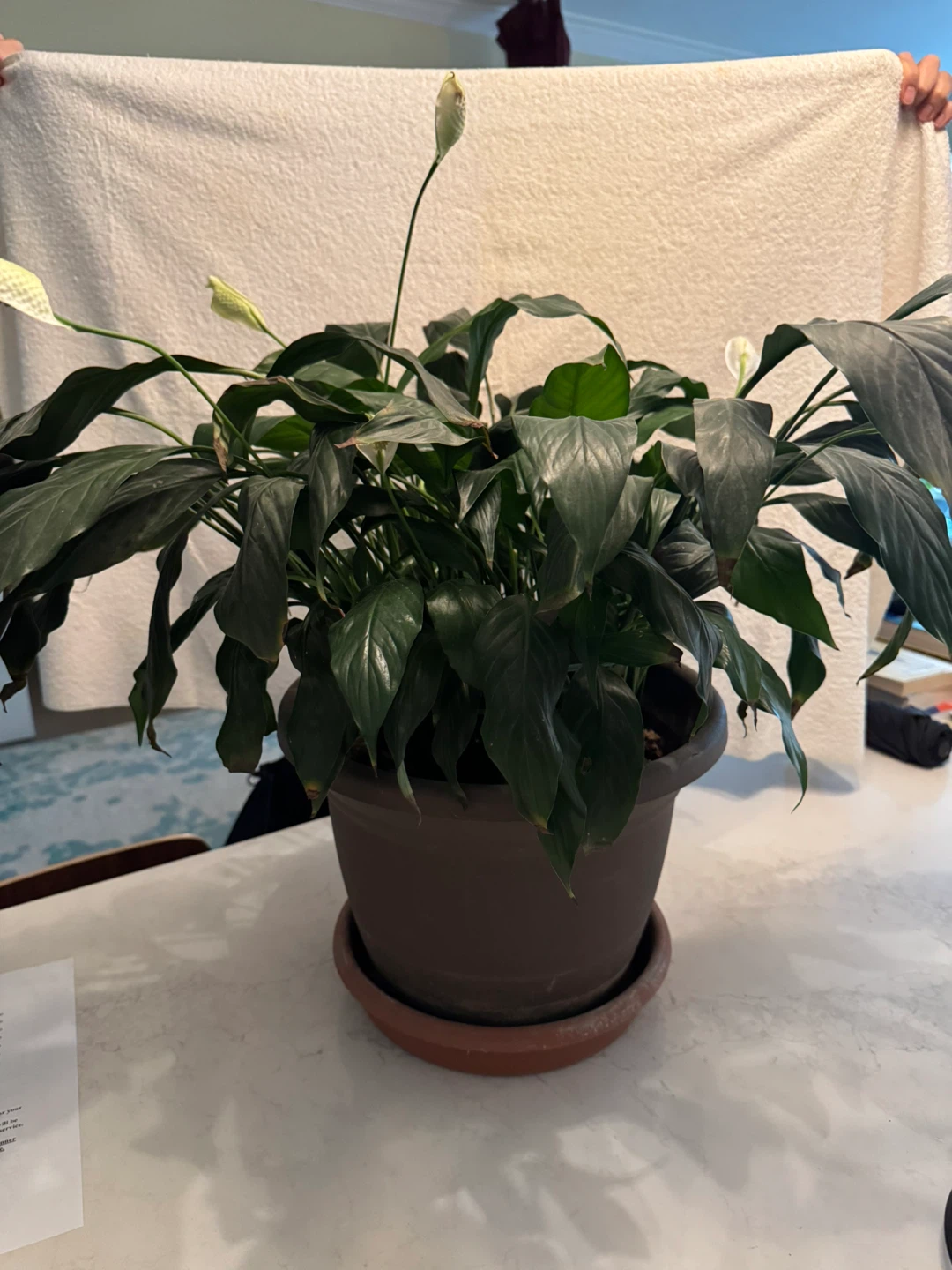 Potted Peace Lily Plant