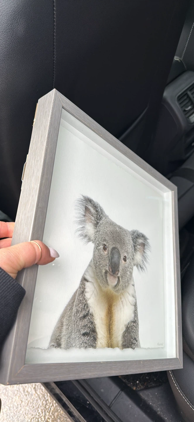 Framed Koala Print