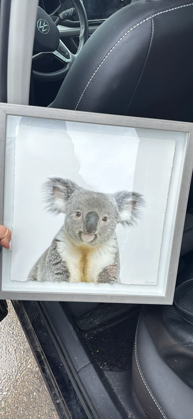 Framed Koala Print - photo 2