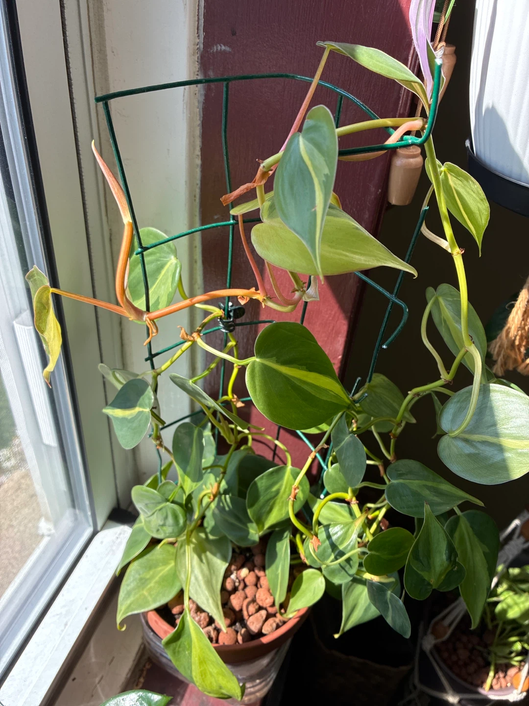 Philodendron Brasil Live Plant