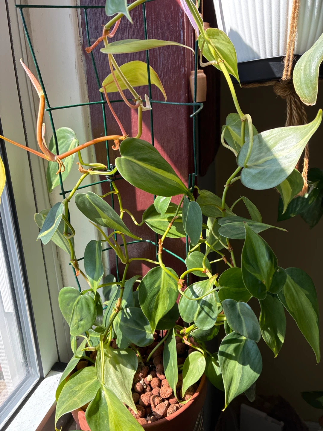 Philodendron Brasil Live Plant - photo 2