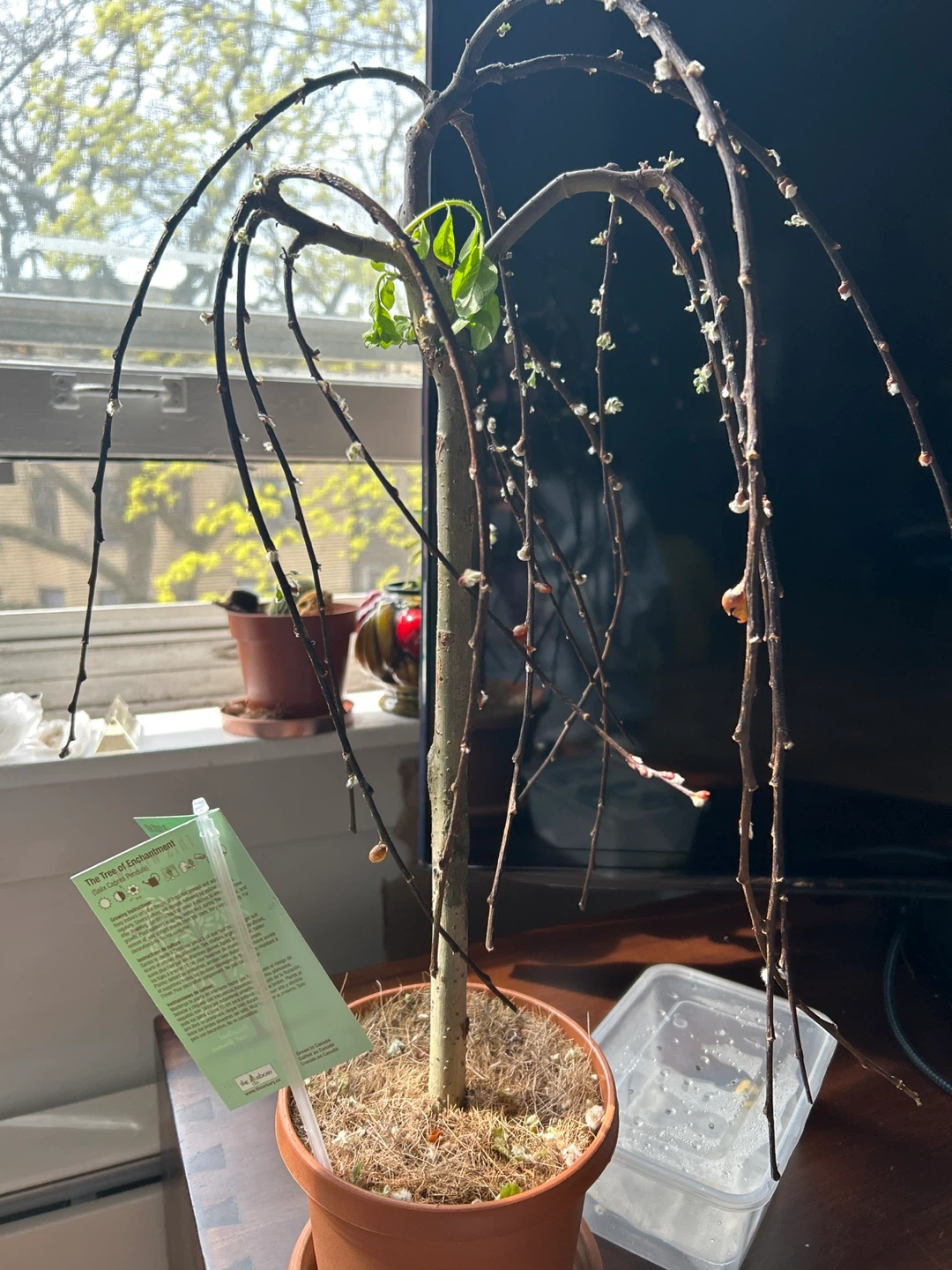 Weeping willow tree