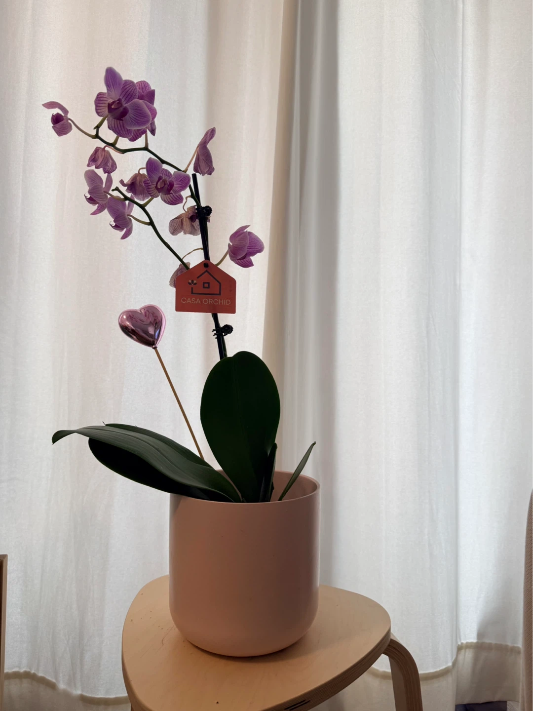 Casa Orchid Planter - 18 cm