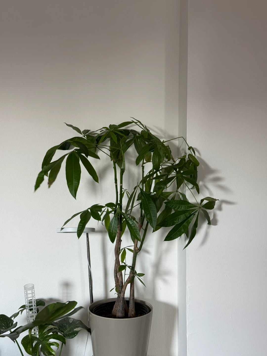 Money Tree Plant - photo 2