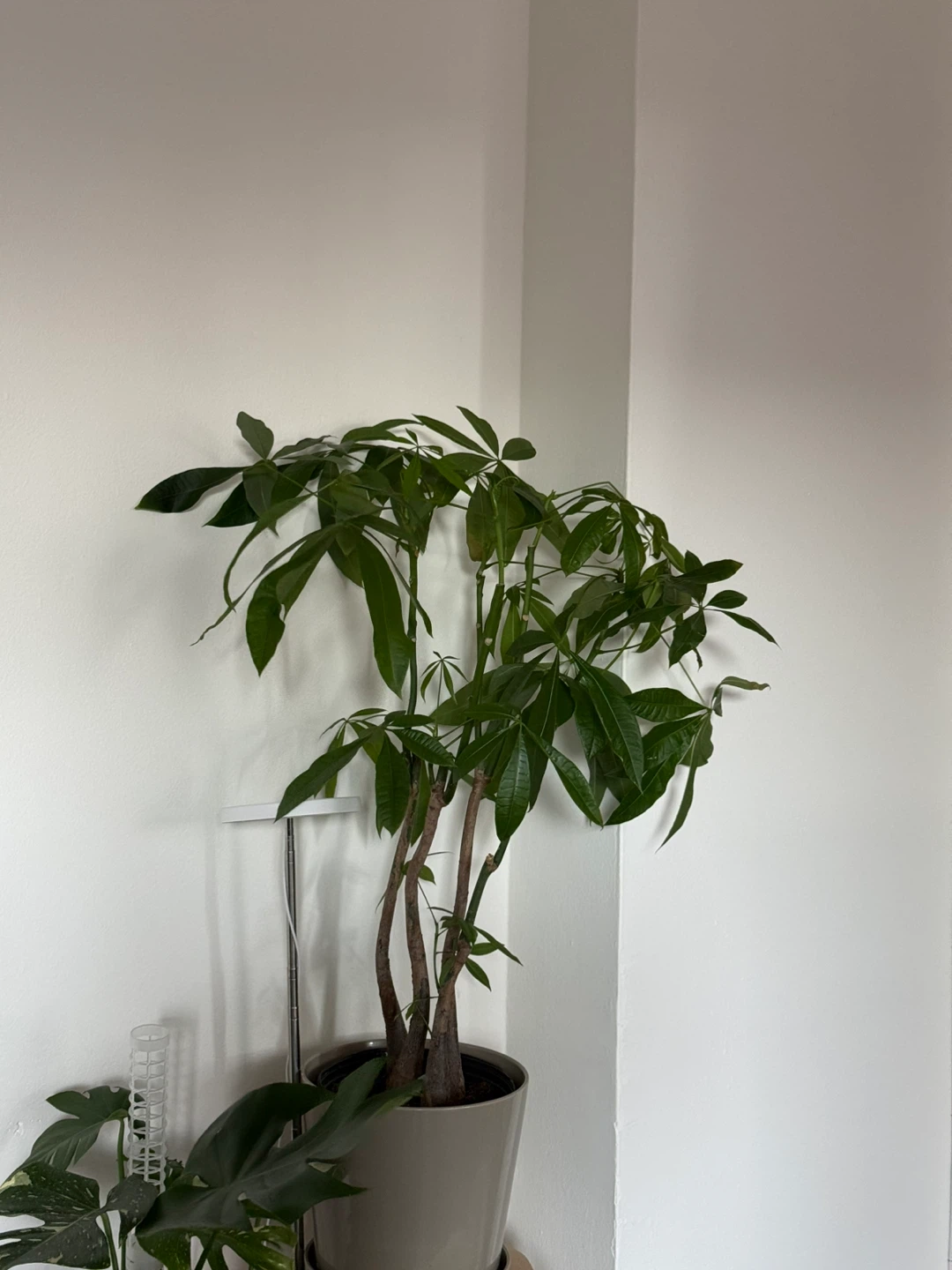 Money Tree Plant