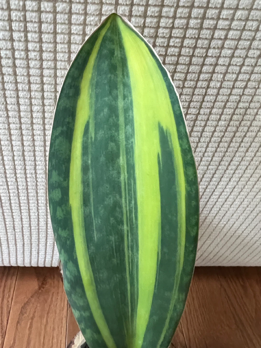 RareFind HomeGrown SansevieriaMasoniana aka WhaleFin $45 Only! - photo 3