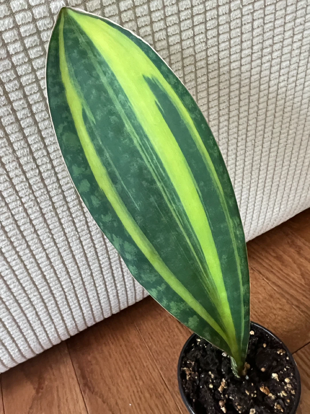 RareFind HomeGrown SansevieriaMasoniana aka WhaleFin $45 Only!
