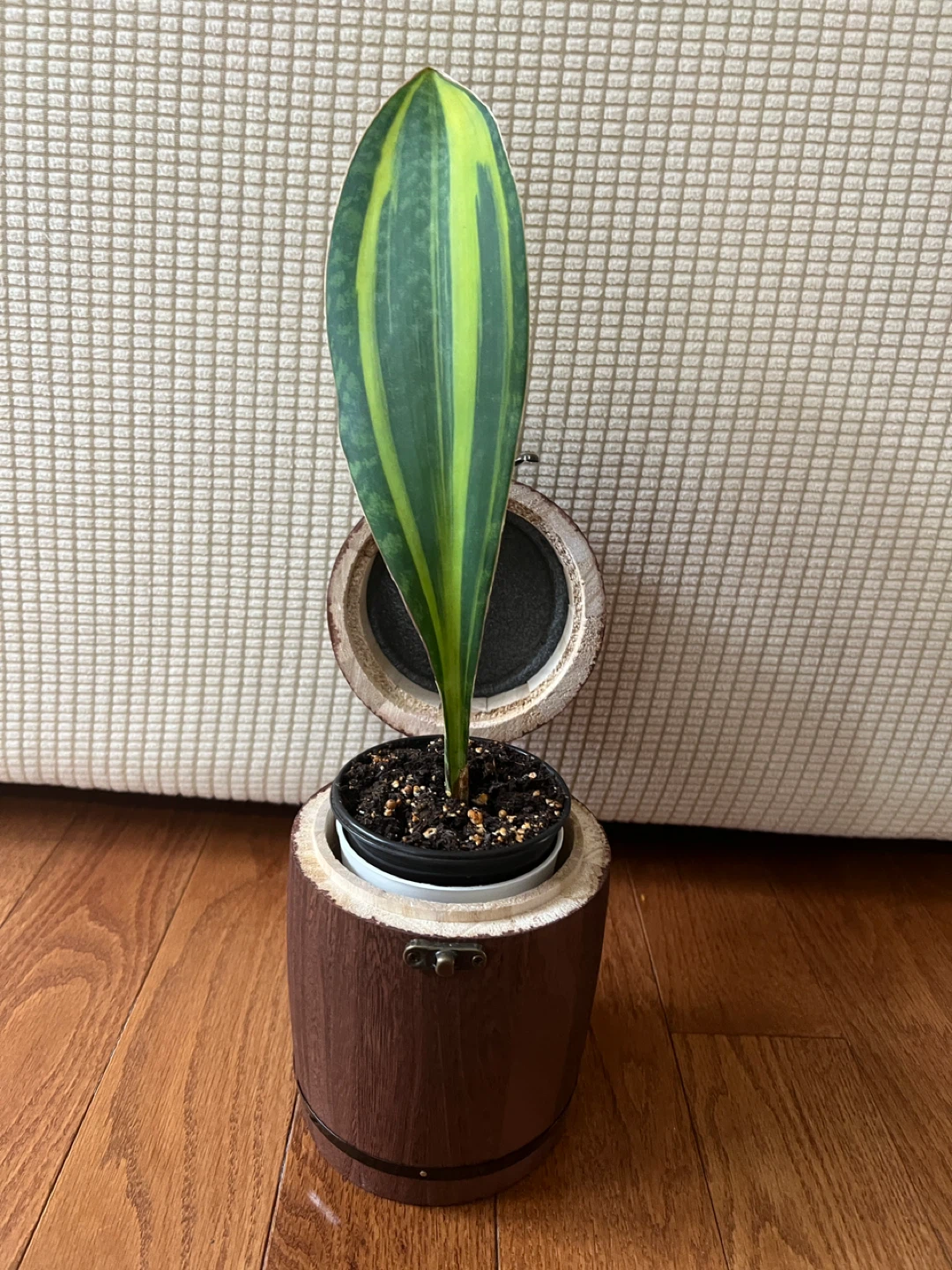 RareFind HomeGrown SansevieriaMasoniana aka WhaleFin $45 Only! - photo 4