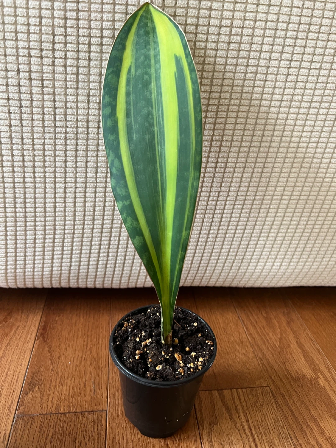 RareFind HomeGrown SansevieriaMasoniana aka WhaleFin $45 Only! - photo 5