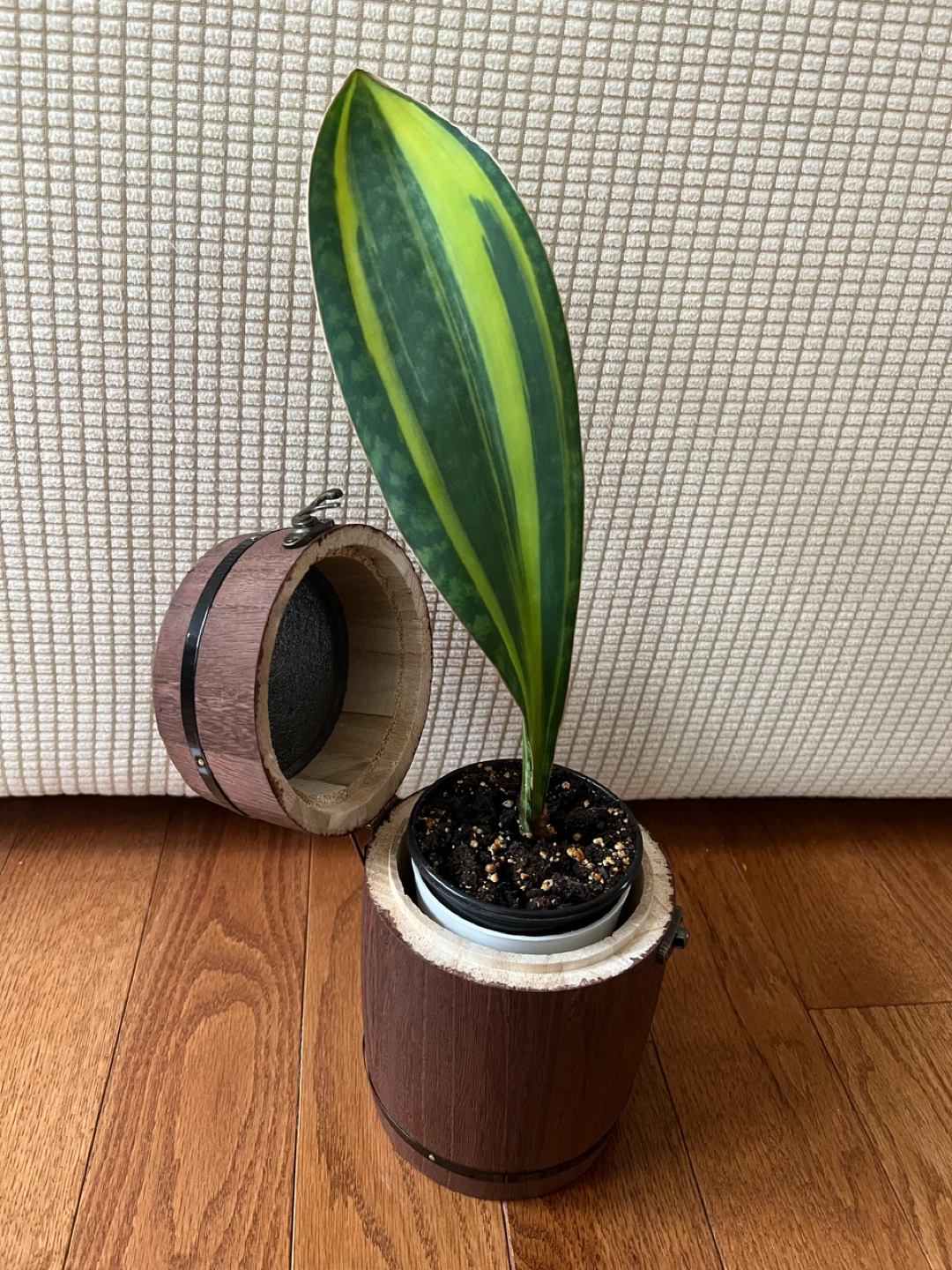 RareFind HomeGrown SansevieriaMasoniana aka WhaleFin $45 Only! - photo 2