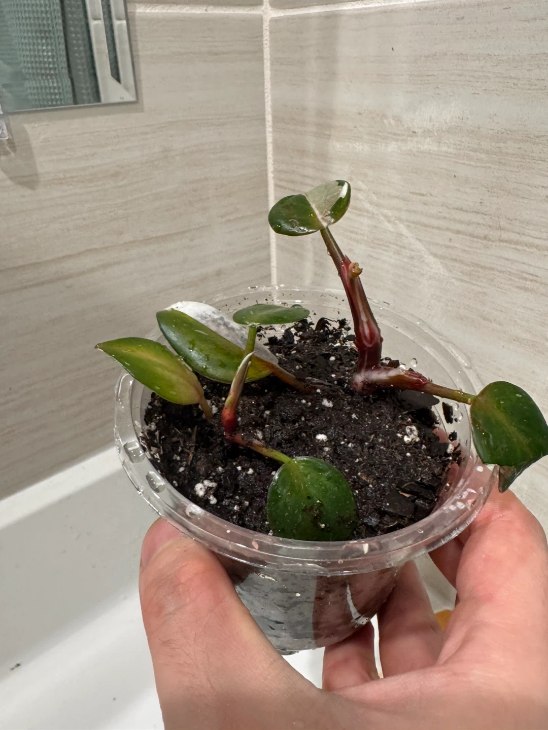 Philodendron White Knight - 2 plants