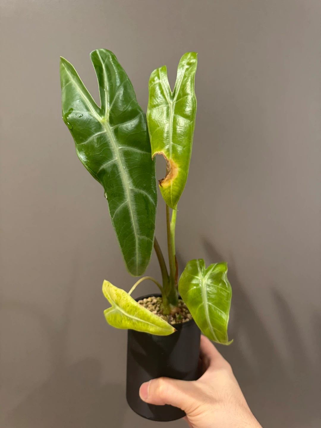 Alocasia Longiloba in Self Watering Planter