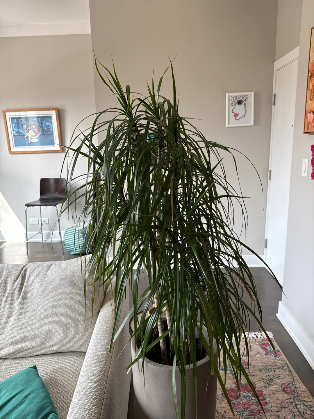 Dracaena Marginata Plant in Gray Pot & Stand