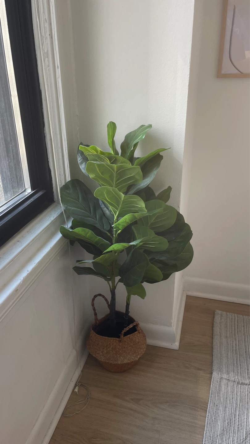 Fiddle Leaf Fig Faux Plant in Woven Basket
