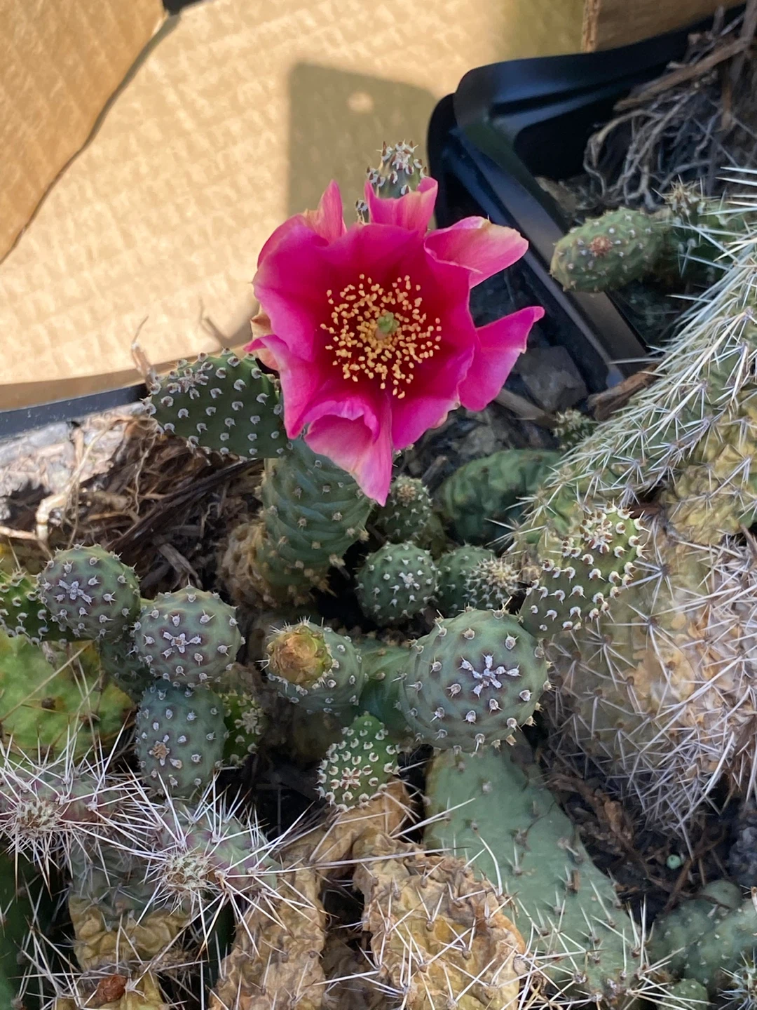 Mixed Cactus Plant Assortment