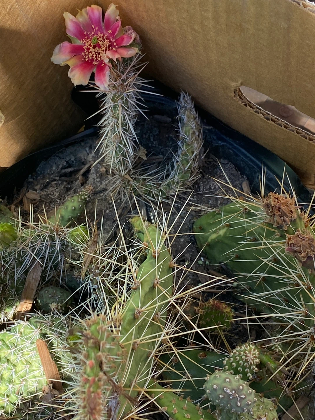 Mixed Cactus Plant Assortment - photo 2