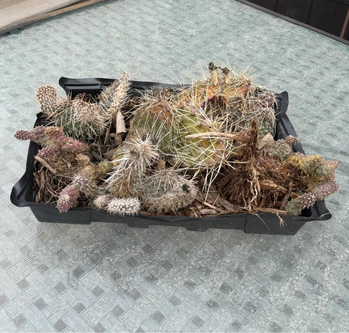 Mixed Cactus Plant Assortment - photo 3
