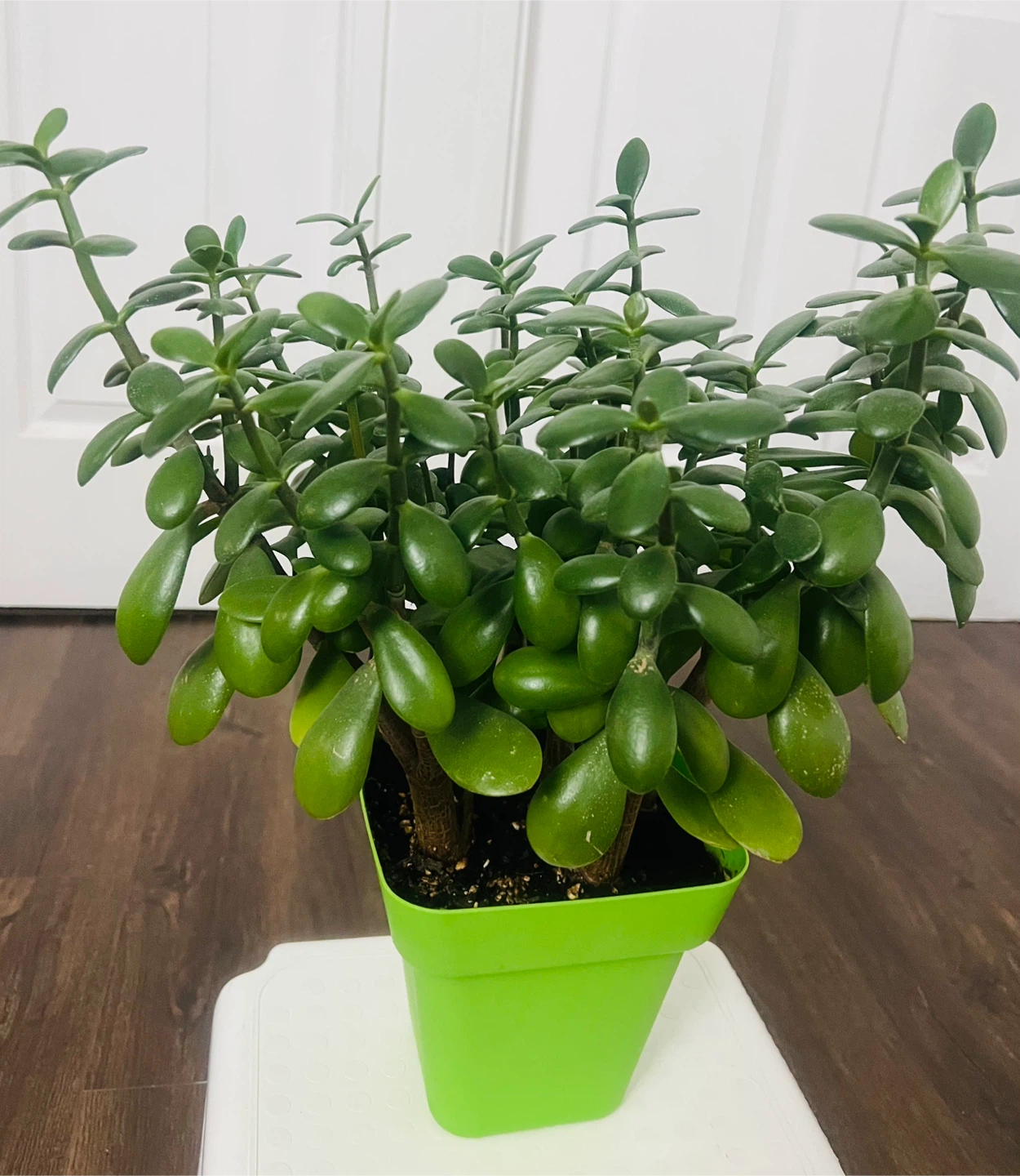 Jade Plant - photo 3