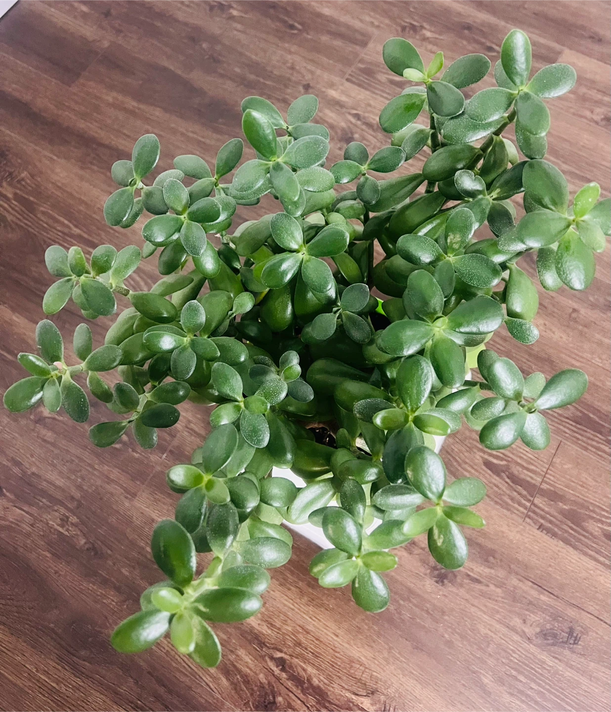 Jade Plant - photo 2