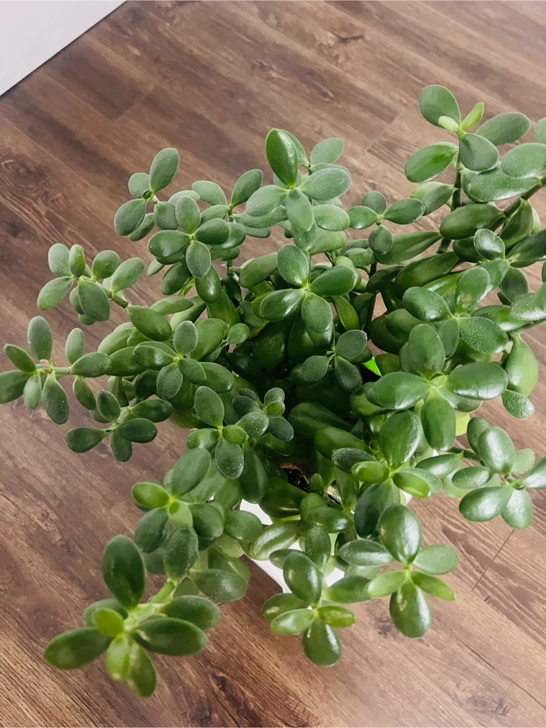 Jade Plant