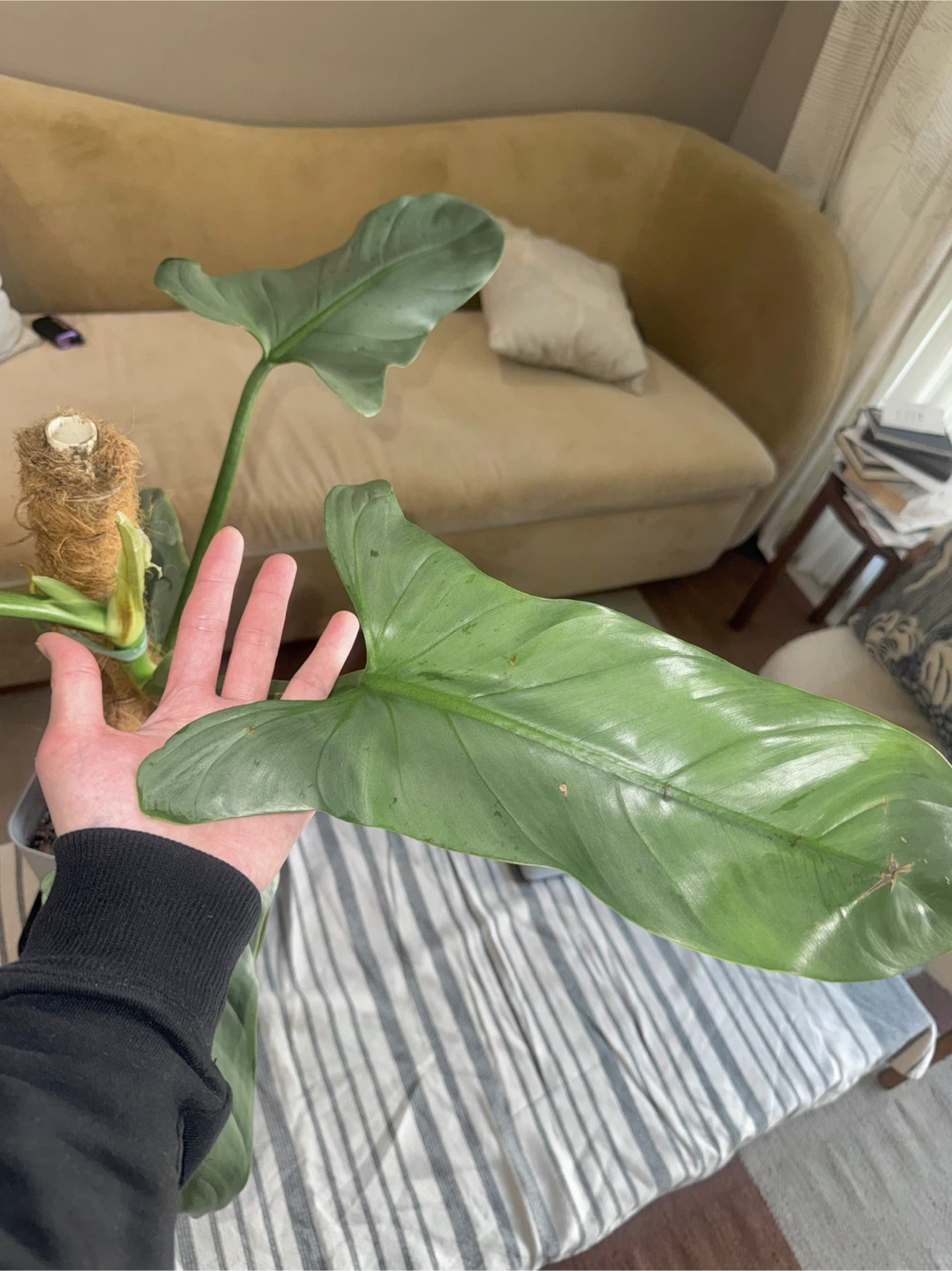 Large size Philodendron Silver Sword with flower buds - photo 4