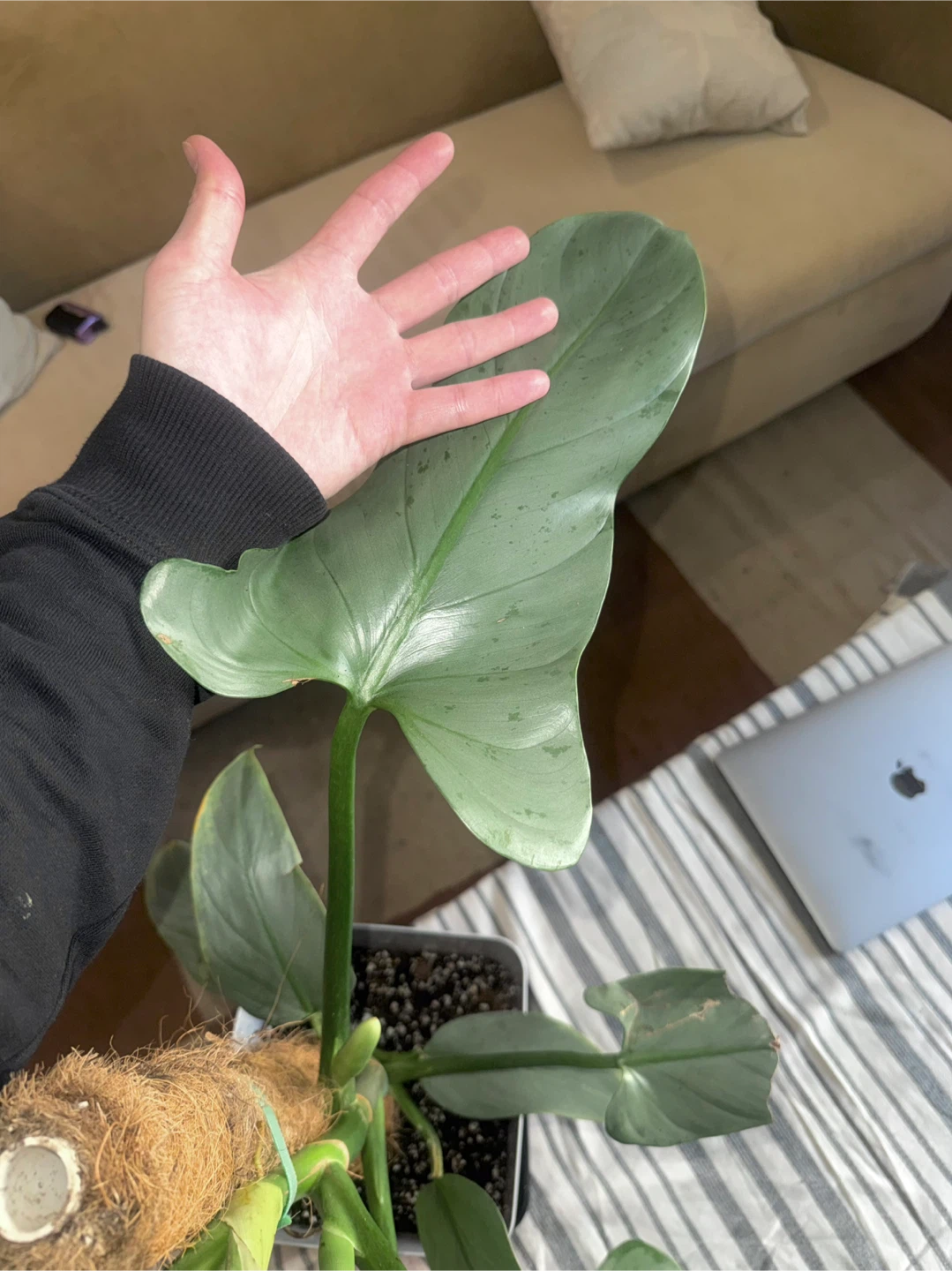 Large size Philodendron Silver Sword with flower buds - photo 5