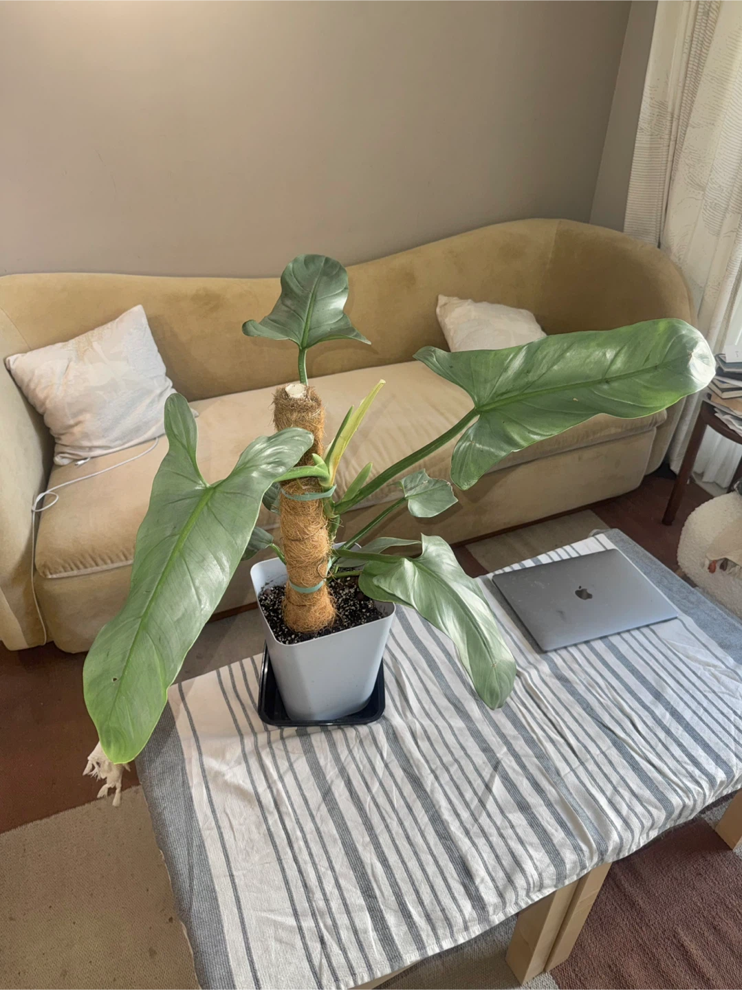 Large size Philodendron Silver Sword with flower buds