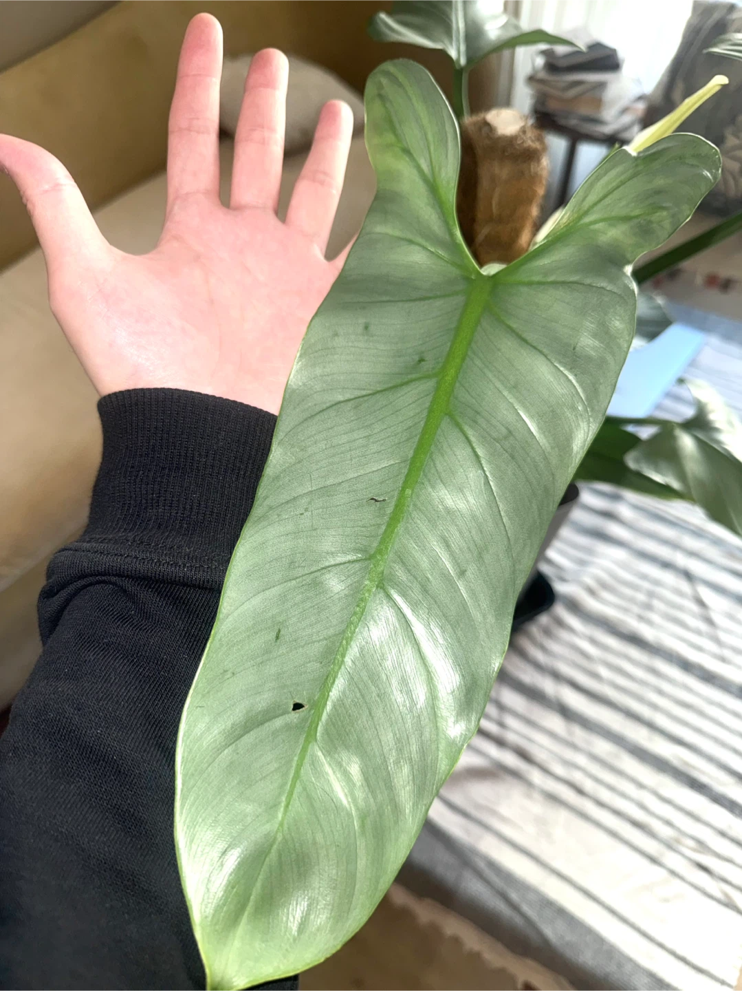 Large size Philodendron Silver Sword with flower buds - photo 3