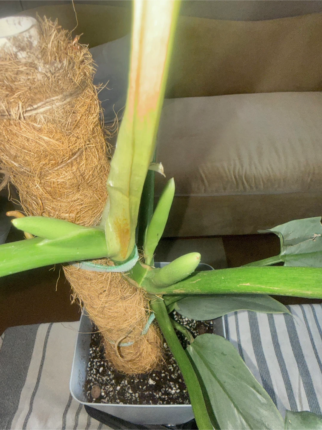 Large size Philodendron Silver Sword with flower buds - photo 2