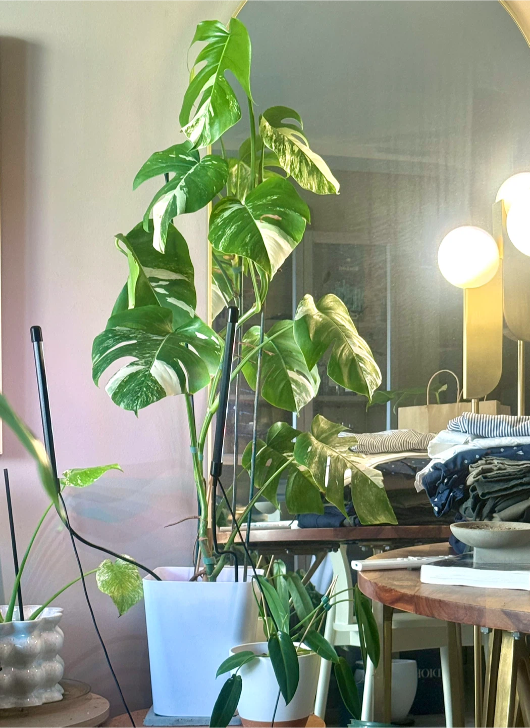 Variegated Monstera Albo Plant 4FT tall