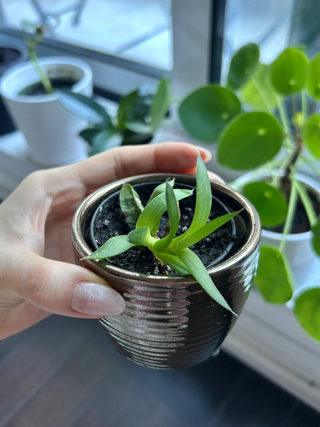 Lace aloe succulent without pot