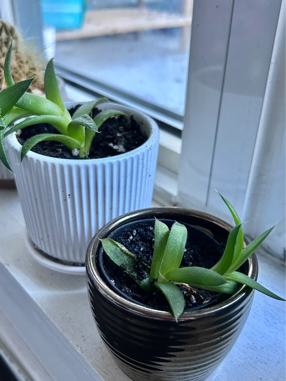 Lace aloe succulent without pot - photo 2