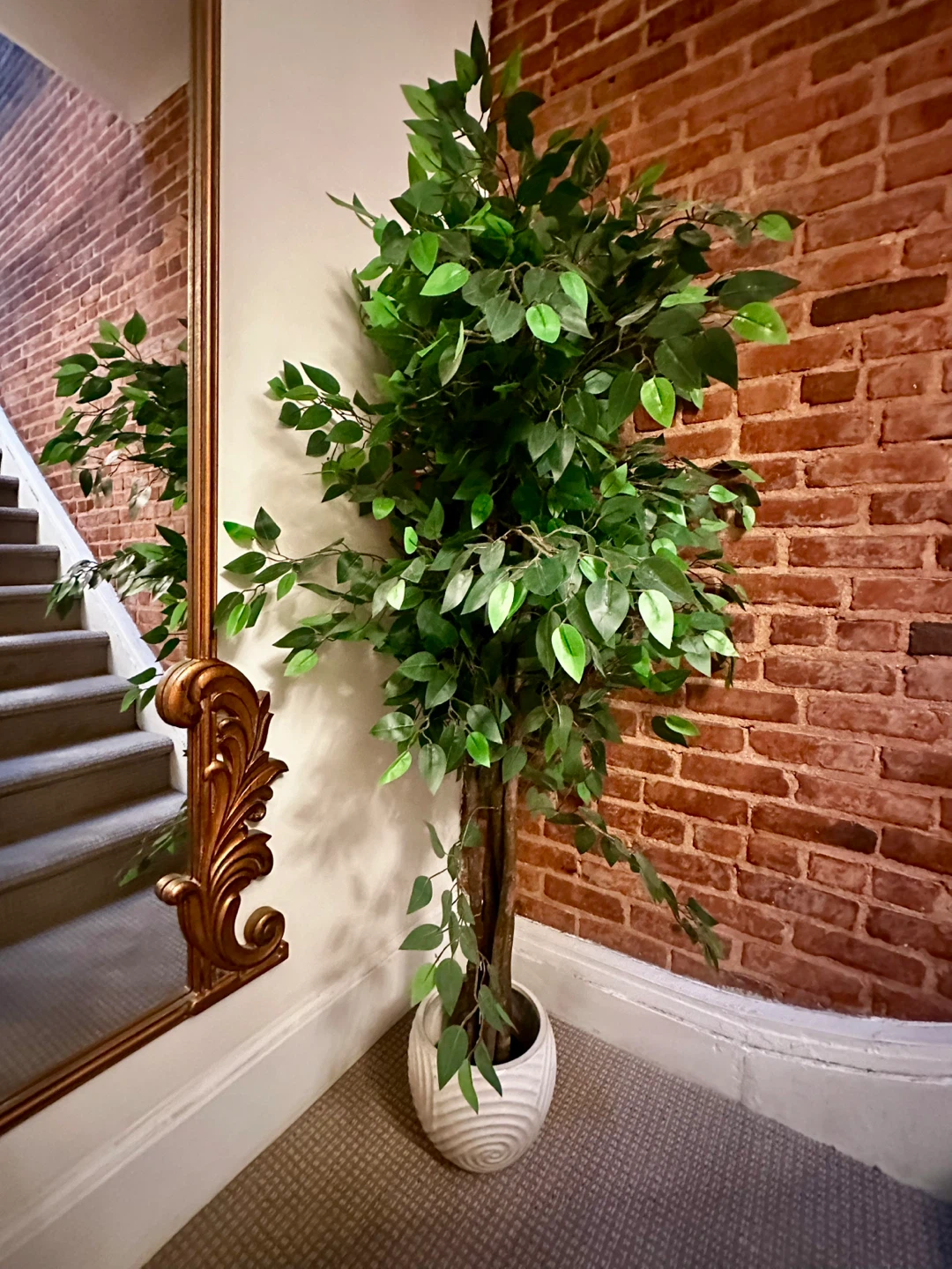 Artificial Ficus Tree in Ceramic  Pot