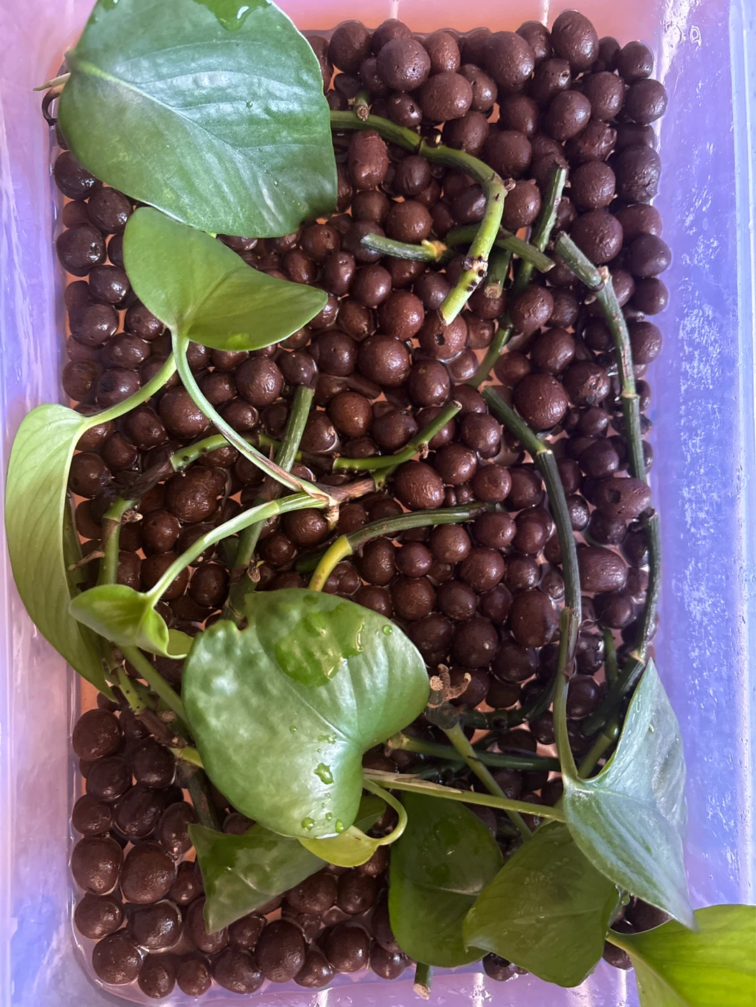 Free Pothos Cuttings