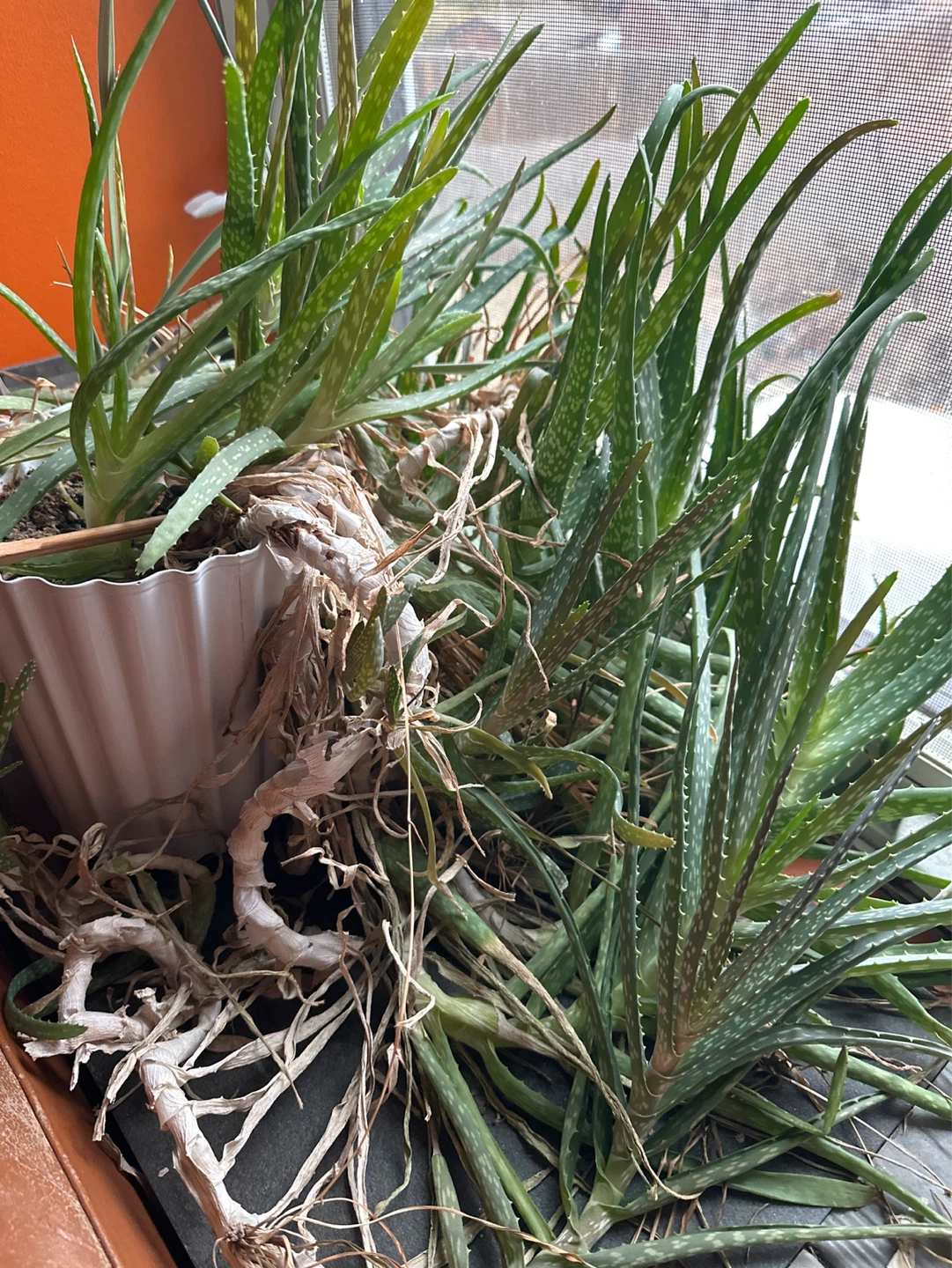 FREE Aloe Vera Plants